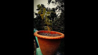 Gardening within the house - Supratim Biswas || MAKAUT || MAR POINTS