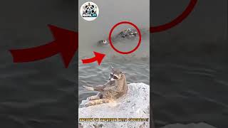 Racoon on Vacation with a Crocodile - You Won't Believe What Happens Next! #amazing #movie