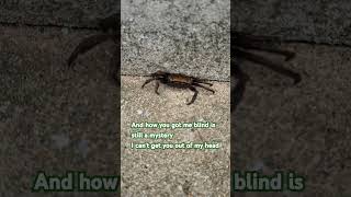 #korea#wando#house#crab#morning#walking#song#aslongasyouloveme#backstreetboys