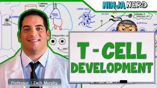 Immunology | T- Cell Development