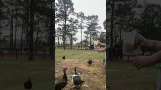 The ducks love their scratch #butterflyacres #farmlife #ducks #flyingduck #fyp #butterflyacres