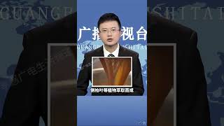 用花椒水去洗头，5天以后白发就能消失不见，这是真的吗？ #防脱养发生发护发  #跟我一起养发护养