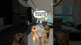 辦公室突然跑入條狗，好得人驚 #香港裝修 #傢私訂造 #熱門 #家具美學