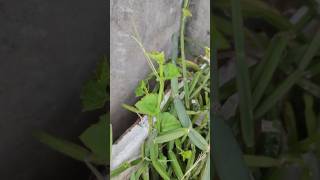 #Pirandai plant💚 #shorts #nature #naturelovers