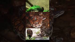 snake world with beauty