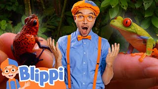Blippi Explores Speckled Frogs in the Rainforest! | Blippi Educational Videos for Toddlers