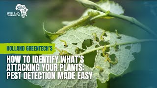 How to Identify What’s Attacking Your Plants | Pest Detection Made Easy