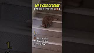 Top 5 Funny Cats Today #shorts #top5  #catcompilation #cat #funny #catlovers #pets #dailycat #cute