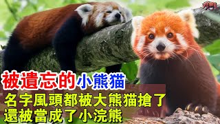 被遺忘的小熊貓：我不是大熊貓的寶寶，也不是乾脆面小浣熊，我是獨一無二的，千萬不要嚇我，否則就舉手投降！#牛哥说高能动物