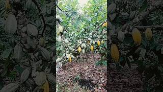 Kakao Lokal Viral ‼️buhnya ful 1 pohon#coklat #cacao #kakaolokal #viral #viralvideo #shortvideo