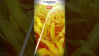 Busuk batang jagung #fyp #shorts #reels #viralvideo #trending #biosulvano #javanica #tanaka #jagung