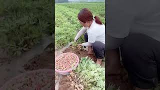 Rural and Rural Areas #Agricultural Planting