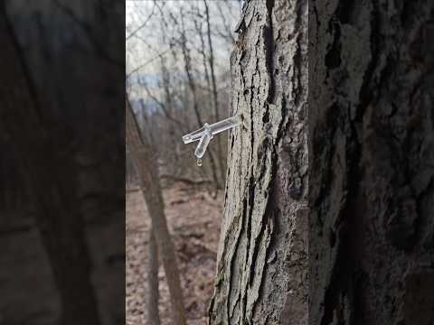 Tapping some maple trees for maple syrup 🍁