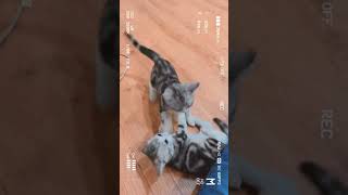 可爱的猫咪，谁的？？是哪吒太子會的 #哪吒太子會 #哪吒太子會順啦 #琥哥 #琥鴛cp