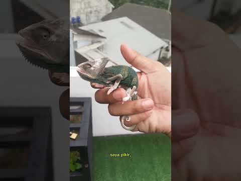 JANGAN COBA INI DI RUMAH!!! #terramycin #reptiles #chameleon