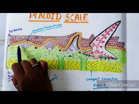 Placoid Scale And It's Devlopement In //#Scoliodon