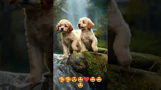 🥰😍❤️❤️😍😍😍 #music #doglover #beaglecrew #musiccat #pets #musicvideo #cute #musicvideoclip #love #catm
