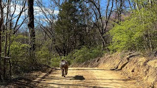 Take a ride with Randy & Amanda around the Future Buffalo Creek Tiny Home Community & Mountain 🏘️🙏🏻😉