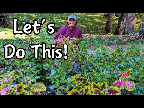 Cutting Back Flowers & Collecting Coleus Seeds