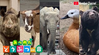 動物から出た音で音楽奏でてみた