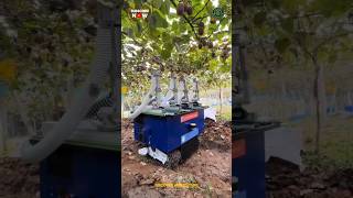 Kiwi Fruit Harvesting Robot Machine