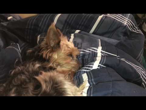 Bance the yorkie sleeping
