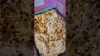 Mushroom Growing in Substrate (2 Days later) #mushroomgrowing #mushroomspawn #mycelium #fungi
