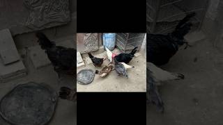 Murgi ko dana dal diya #animal #and #birds #petupdate #petsvloging #murgi #babybird