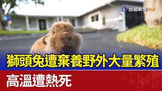獅頭兔遭棄養野外大量繁殖 高溫遭熱死