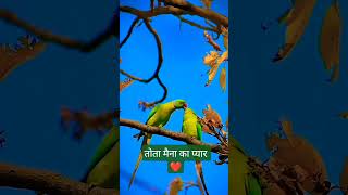 तोता मैना की वह किस्से ❤️। kaushal facts official