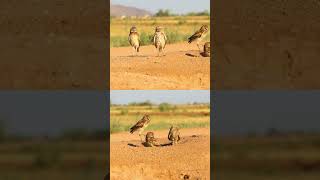 Burrowing owl family time. #owl #birds #animals #nature #wildlife #birdsofprey #arizona #desert