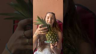 I didn’t believe a pineapple plant produces just one fruit, so 500 days ago I tried it myself.🍍