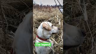 The Legend! #yellowlab #birddog #legend #fueledbynature