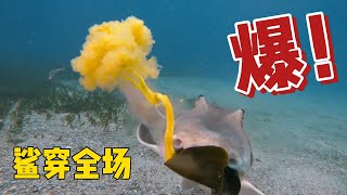 9.3分神作《鲨鱼星球》：1500万卡路里的海底血腥盛宴#动物#动物纪录片#动物世界#鲨鱼