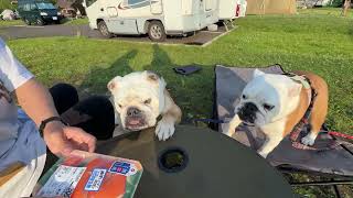Bulldog Burumaru knows that the salmon he eats in Hokkaido is exceptionally delicious.