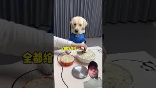 #抖音动物图鉴 #拉布拉多 #萌宠出道计划 #神奇动物在抖音 #welding #seven是拉布拉多 #funnypets #automobile #寵物友善日常 #petvideos