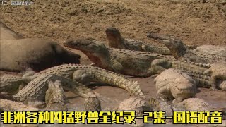 非洲凶猛野生动物纪录片介绍非洲各种凶猛野兽的生存和捕猎过程-2