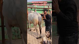 2025 qurbani guru #cow #shorts #qurbani #2025