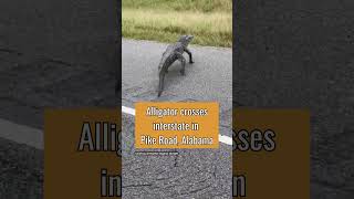 Alligator crosses interstate in Alabama