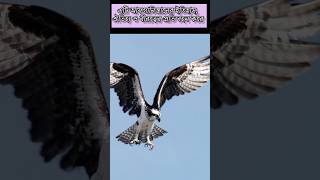 #general_knowledge #viral #orhanhnafis #shorts #short