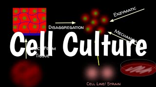 Cell Culture | Animal Cell Culture |
