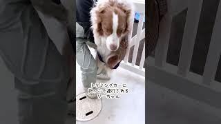 プロのトリマーさんに洗ってもらってふわふわのツヤッツヤになったボーダーコリー♡ #shorts