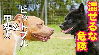 甲斐犬瑞稀ピンチ⁉️ピットブルとご対面