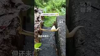 当蜗牛与对岸“触不可及”时，它选择……成长就在于超越自己，没有尝试过，怎么知道能不能成功。 #趣中国 （来源 新华社快看）#shorts