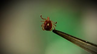 Outbreak of bugs that look like ticks