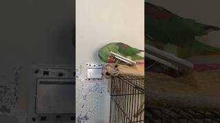 What is romi doing 🙆🏻‍♀️😮#romi #pets