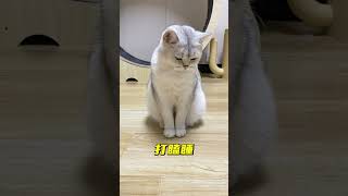猫咪模仿老爷爷“打瞌睡”太搞笑了😂 #猫咪 #萌宠出道计划 #戏精猫