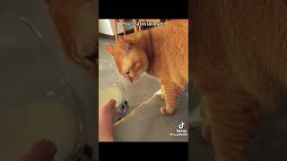 Pov: Gatos laranjas
