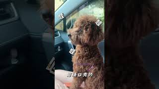 球球仿AI語音