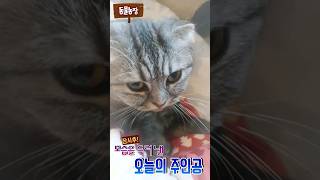 불만가득 주인공(그루밍중인데  발로치면 나 화나자나) #cat#불만고양이 #귀여워 #고양이일상